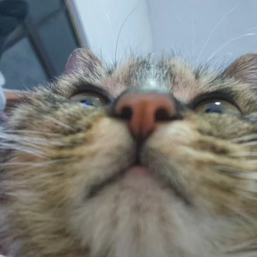 Fanish 的猫咪头像